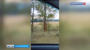 В Башкирии сняли на видео лис, охотящихся на кошку