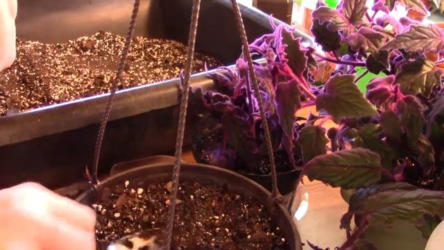 Propagation Purple Velvet and Coleus