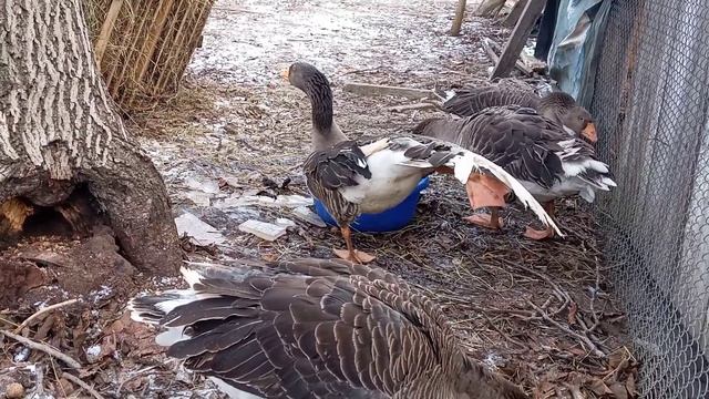 #Гуси #Еденские #Тульские бойцовые Калужские #обзор породы смотреть онлайн