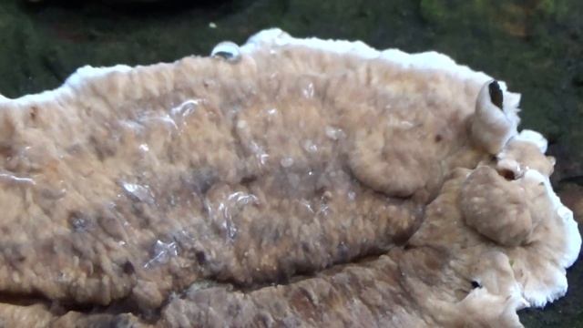 Dennenbloedzwam - Stereum sanguinolentum смотреть онлайн