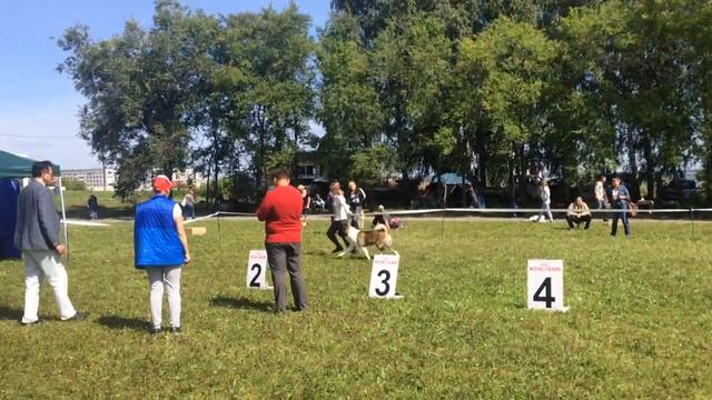 Американская Акита, ЛК смотреть онлайн