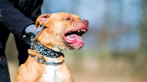 Бойцовская собака напала на девушек и растерзала одну из них в Тюмени