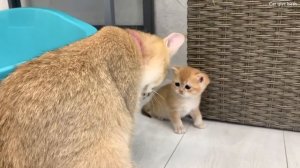 Mom cat calls baby kittens to wash, but they want to hide from her