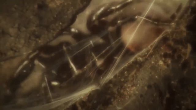 10 Самых Опасных Пауков в Мире смотреть онлайн