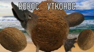 Кокос утконос