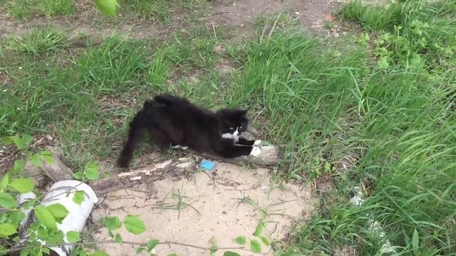 КАК ПОЖИВАЕТ МОЯ РАССАДА смотреть онлайн