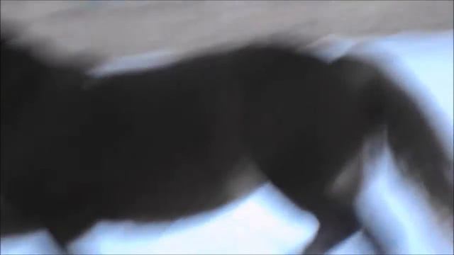 Кареглазка (Калория - Зверобой) смотреть онлайн