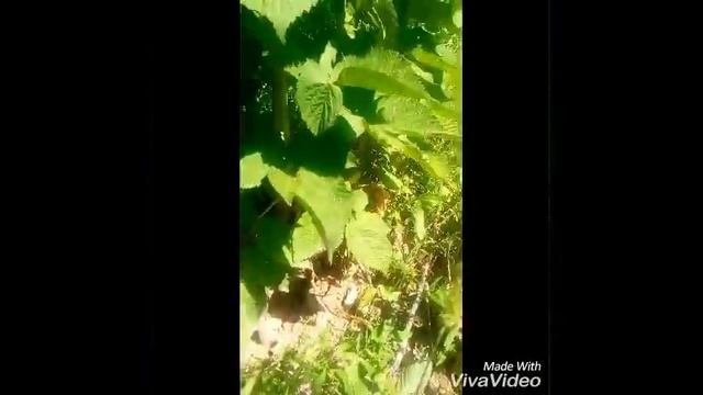 Ешта,виноград..