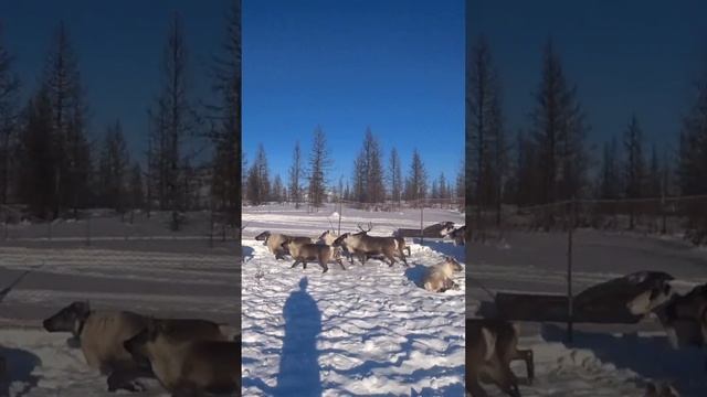 Как нужно определять оленя в стаде, которого нужно поймать. #северныеолени #олени #оленийкрай