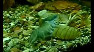 речной узкопалый рак в аквариуме