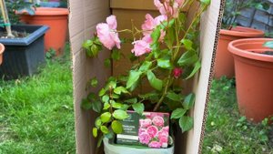 Розы в саду 2023. Новая роза от Дэвида Остина 2023 - Penelope Lively. Первые впечатление.