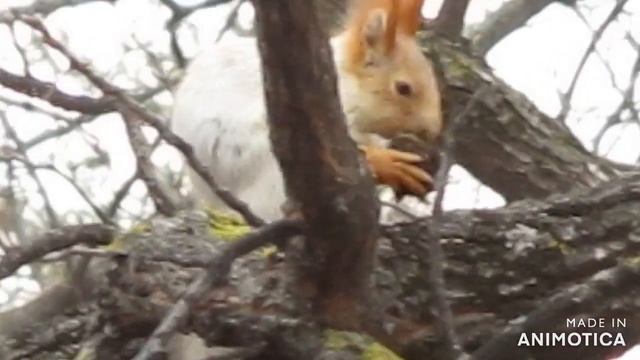 Белка песенки поет, да орешки все грызет. смотреть онлайн