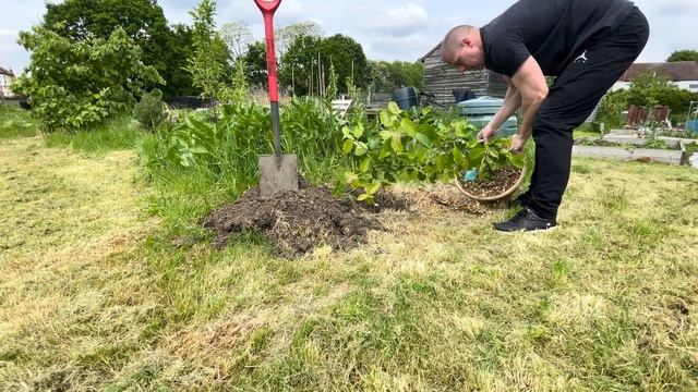 Planting Apple Trees at Barry's Allotment: The Journey of Our Jonagold ?? смотреть онлайн