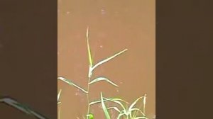 Рыбалка на таежной речки полудонка