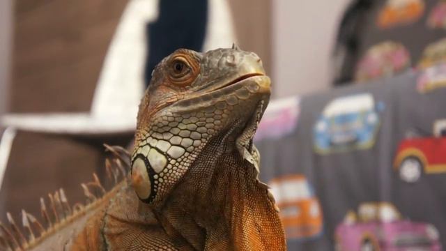 Игуана кушает, греется на солнце и спит смотреть онлайн