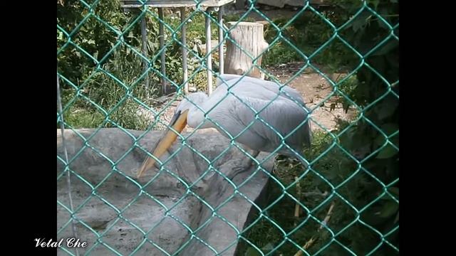 Челябинский зоопарк Птица пеликан смотреть онлайн