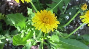 Как бороться с сорняками.mp4