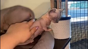 Котёнок двельф стандарт девочка Герда