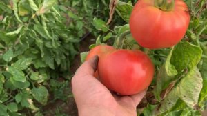 Подводим итоги розовый томат Роял Пинк