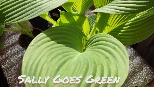 Хосты от Fransen Hostas... зимой в горшках на подоконнике... через месяц после посадки....#hosta# смотреть онлайн