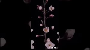 как распускаются цветы