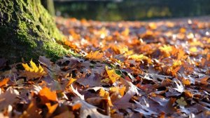 Александр Блок - Зайчик