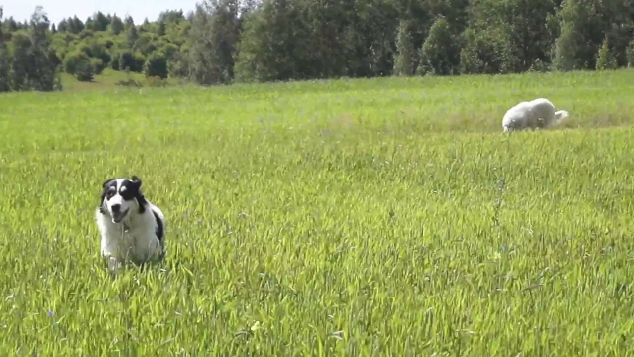 Питомник Якогор прогулка в поле, Пиренейская горная собака и Торняк (Хорватская горная собака)