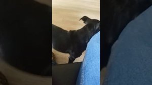 Стаффбуль внезапно решил поговорить!)