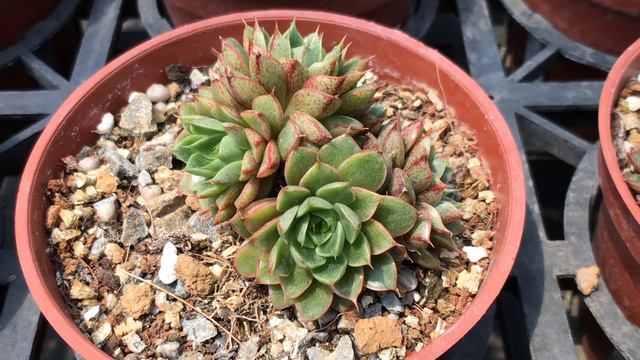 Succulent Plant Echeveria 'Yamatomini' 大和美尼 смотреть онлайн