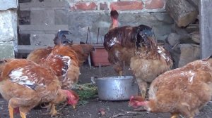 Содержание кур на натуральных кормах Куры Испанка Голошейка