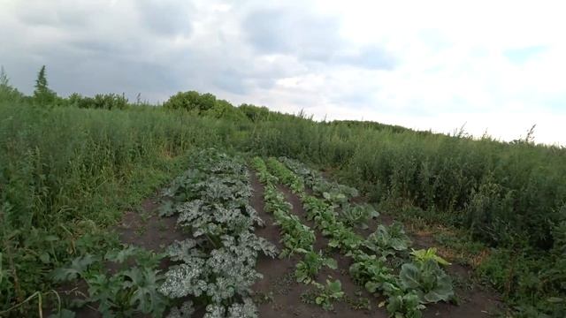 Готовлю варенье из вишни и красной смородины смотреть онлайн
