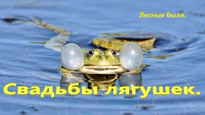 Лягушки. Весенние свадьбы лягушек..