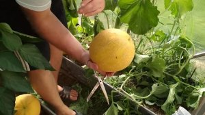 Дыня"Айкидо F1" 2018г.