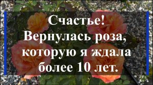 Счастье! Вернулась роза которую я ждала более 10 лет.