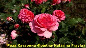 Розы, одни из самых надежных для средней полосы России и немного севернее.