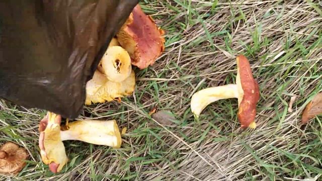 Грибы условно съедобные. Грибы свинушка и красно-желтая рядовка.