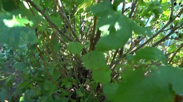 Основные правила обрезки чёрной смородины смотреть онлайн