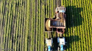 4K Уборка моркови МТЗ Grimme DR1500 Морковоуборочный комбайн Carrot Harvester เครื่องเก็บเกี่ยวแครอ