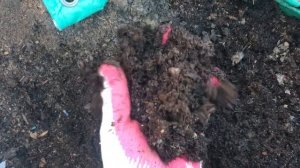 Навоз Конский Перепревший