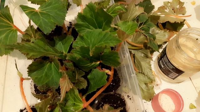 БЕГОНИЯ ИЗ КЛУБНЯ. КАК СОХРАНИТЬ ЗИМОЙ И ПОДГОТОВИТЬ К ПОКОЮ. смотреть онлайн