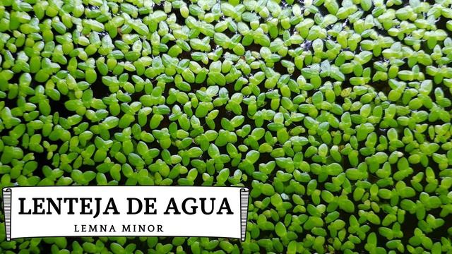 ESTANQUES PLANTADOS - una introducción y ejemplos смотреть онлайн