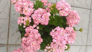 Розебудные пеларгонии. Часть 4