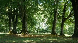 КРАСИВАЯ  успокаювающая нервы МУЗЫКА.релакс (лес пение птиц).