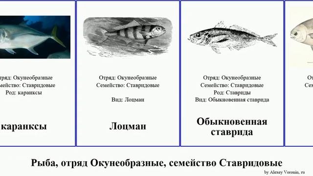 Рыба, отряд Окунеобразные, семейство Ставридовые Fish North Желтополосый каранксы Золотистый Home