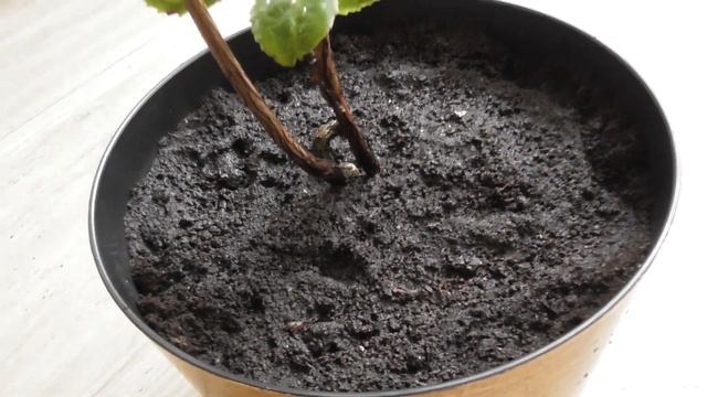 Чай или Камелия китайская (Camellia sinensis) в домашних условиях