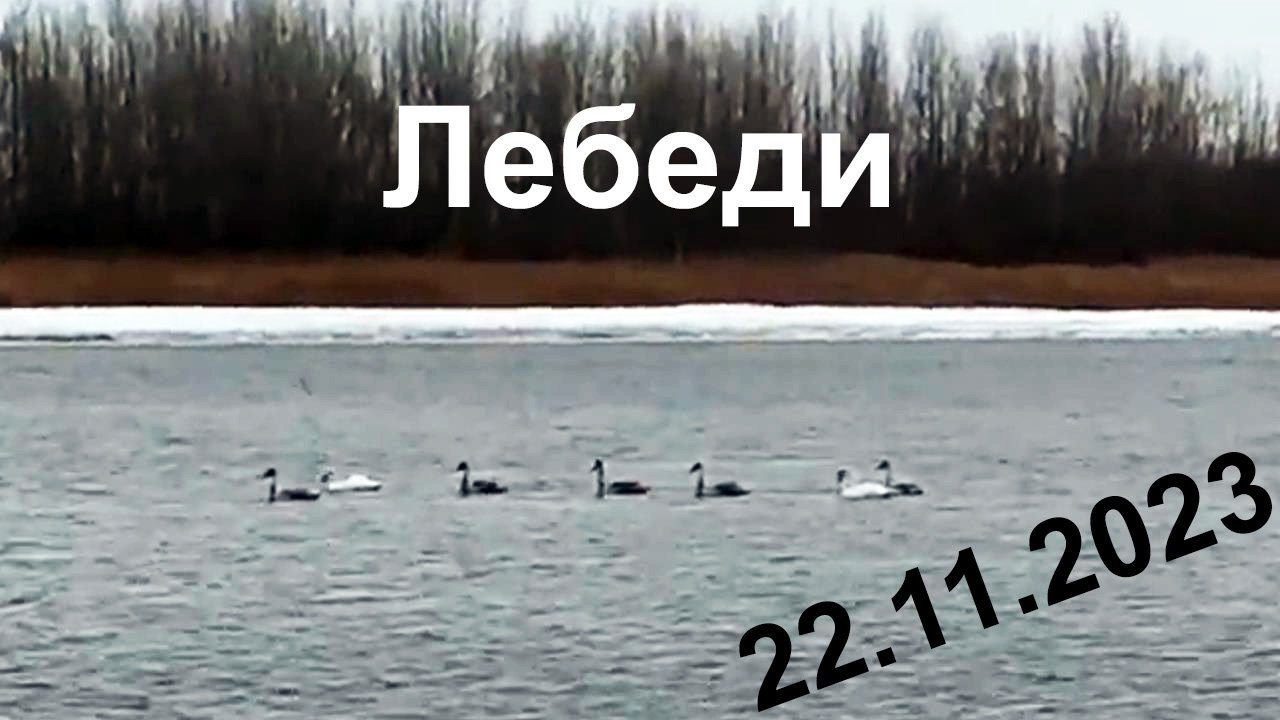 Лебеди.  22.11.2023