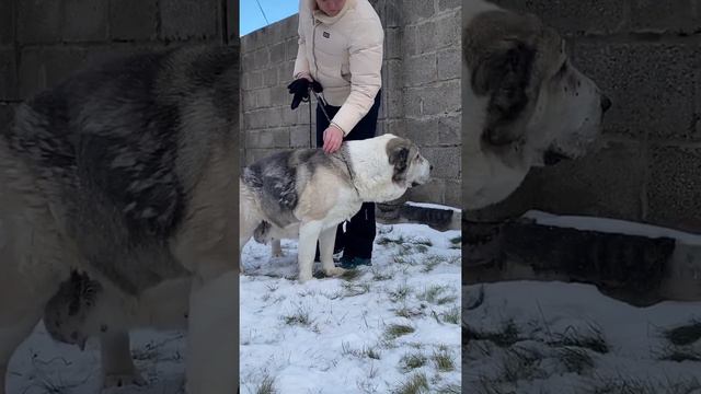 Среднеазиатская овчарка в питомнике 🥰