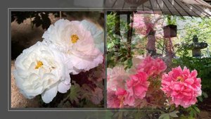 Spring Peony Garden at Ueno Toshogu shrine