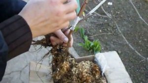 Зимняя прививка черешни, потрясающий эффект