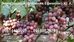 виноград Красный Монарх